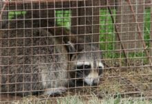 Wildlife Removal