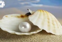 Ocean's Precious Gem