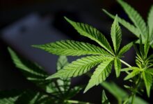 Medical Marijuana