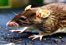 Rodent Entry Point 